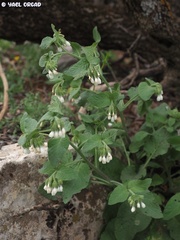 Symphytum brachycalyx
