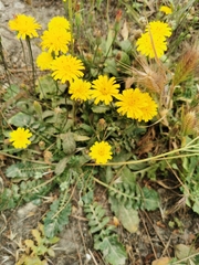 Hyoseris radiata