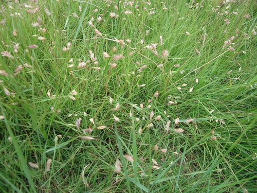 Bouteloua dactyloides