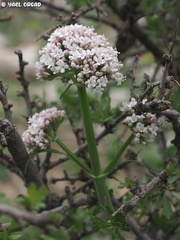 Valeriana italica