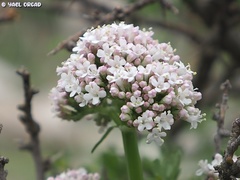 Valeriana italica