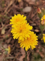 Hyoseris radiata
