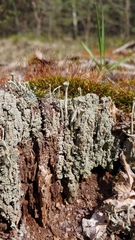 Cladonia fimbriata