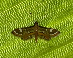 Strepsinoma croesusalis