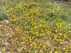 Hyoseris radiata