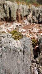 Cladonia fimbriata