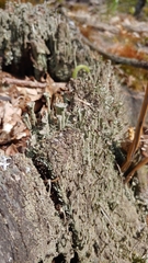 Cladonia fimbriata