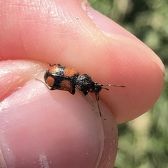 Panagaeus bipustulatus