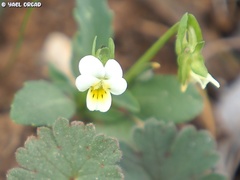 Viola modesta
