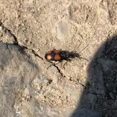 Panagaeus bipustulatus