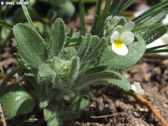 Viola parvula