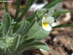 Viola parvula