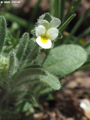 Viola parvula