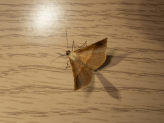 Pseudonadagara semicolor