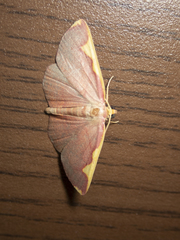 Nothomiza flavicosta