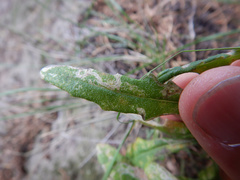 Stigmella ogygia