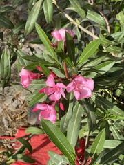 Nerium oleander