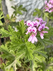 Pelargonium graveolens