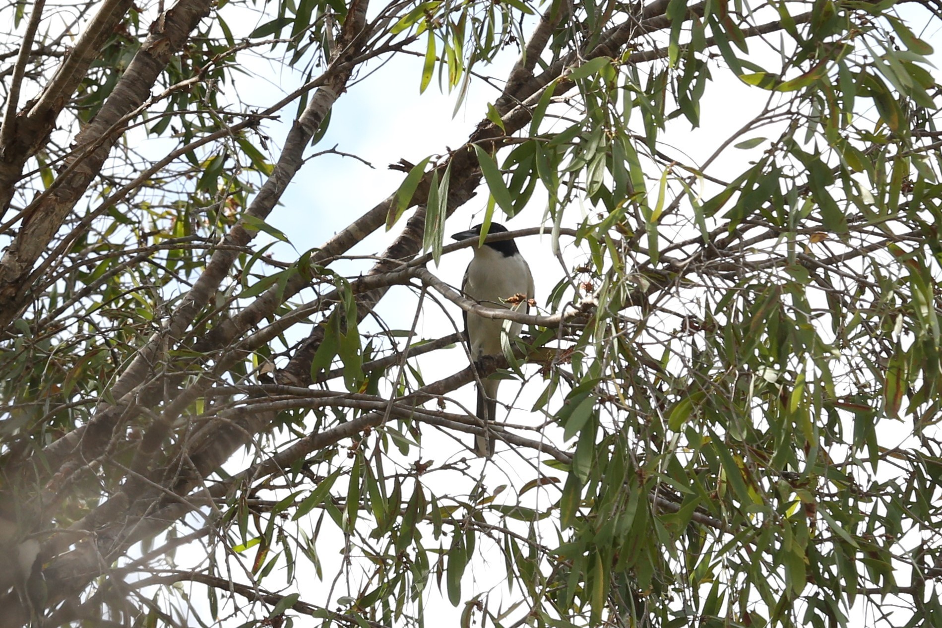 Black-backed Butcherbird (Cracticus mentalis), photo 1