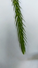 Phlegmariurus dacrydioides