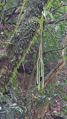 Phlegmariurus dacrydioides