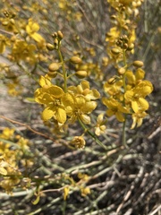 Senna armata