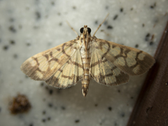 Pardomima