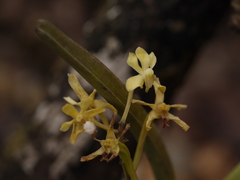Vanda testacea
