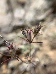 Linanthus bigelovii