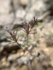 Linanthus bigelovii