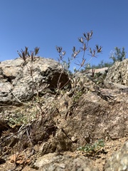 Linanthus bigelovii