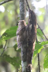 Nyctibius aethereus