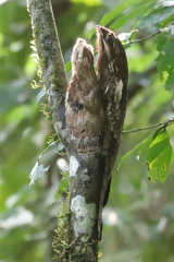 Nyctibius aethereus