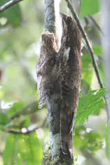 Nyctibius aethereus