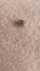 Attactagenus albinus