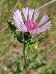 Centaurea pullata
