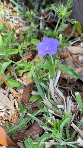 Ruellia caroliniensis image