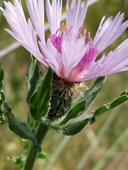 Centaurea pullata