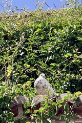 Columba livia domestica