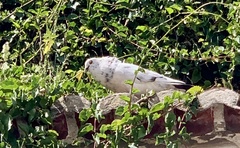 Columba livia domestica