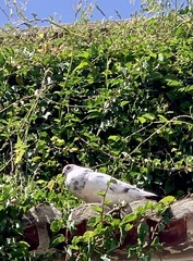 Columba livia domestica