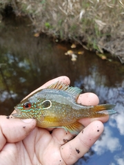 Lepomis marginatus