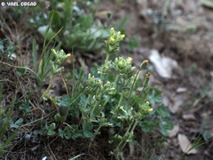 Parentucellia flaviflora