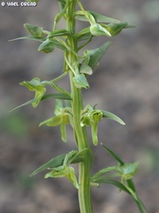 Platanthera holmboei