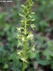 Platanthera holmboei