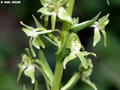 Platanthera holmboei