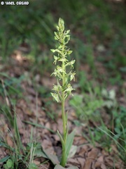 Platanthera holmboei