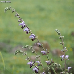 Salvia indica