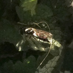 Xylota