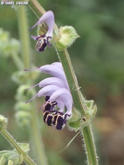 Salvia indica